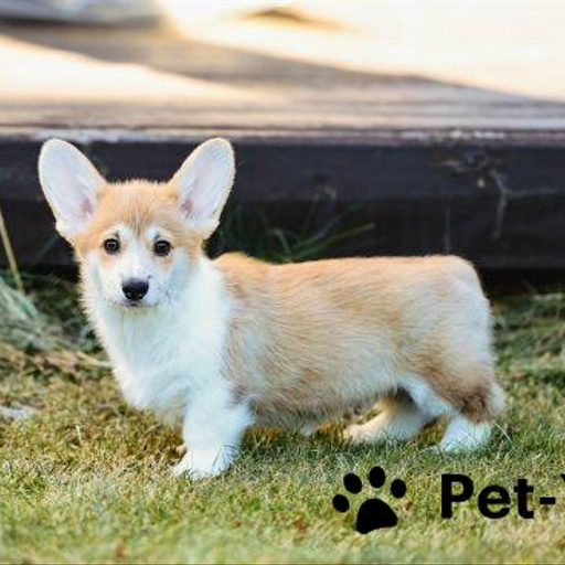 Изображение питомца