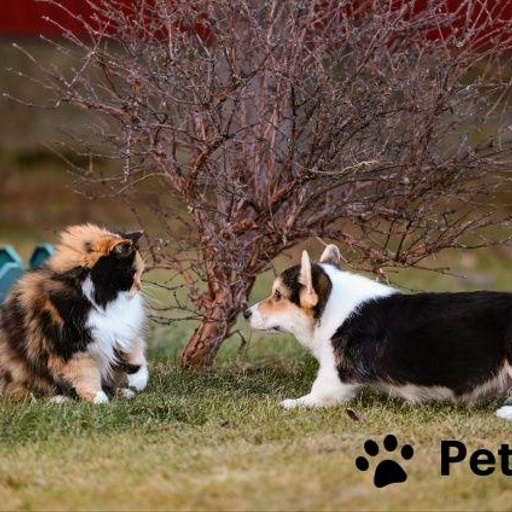 Изображение питомца