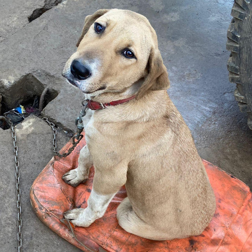 Изображение питомца