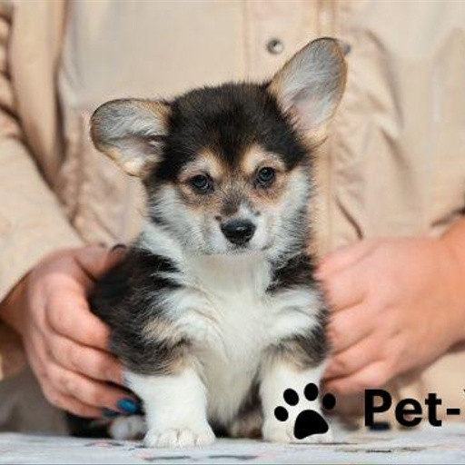 Изображение питомца