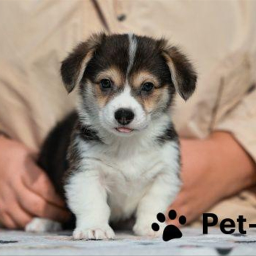 Изображение питомца