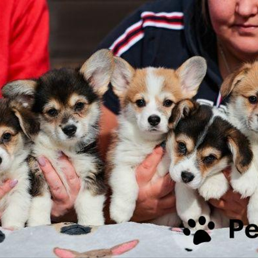 Изображение питомца