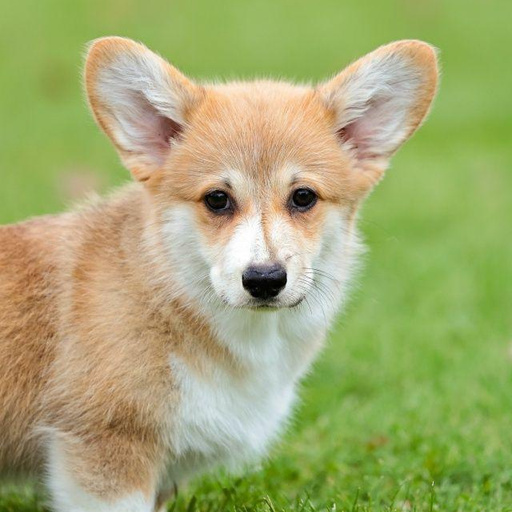 Изображение питомца