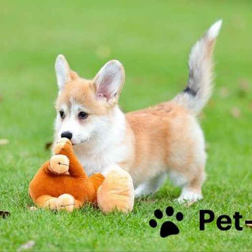 Изображение питомца