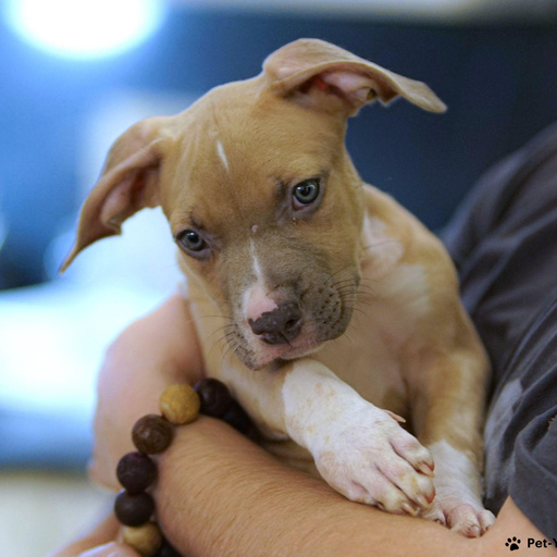 Изображение питомца