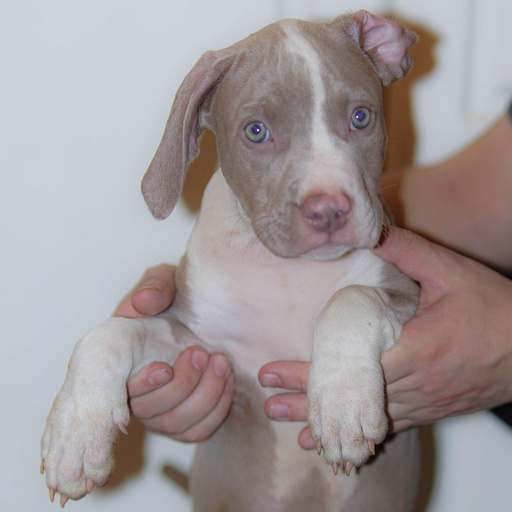 Изображение питомца