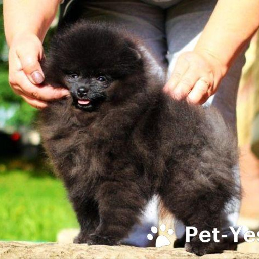 Изображение питомца