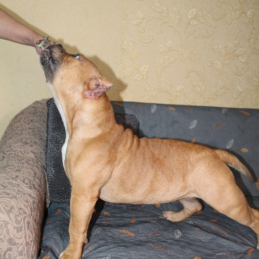 Изображение питомца