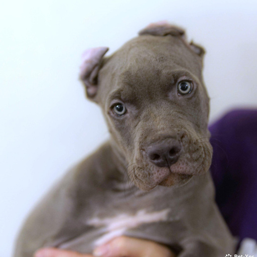 Изображение питомца