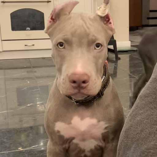 Изображение питомца