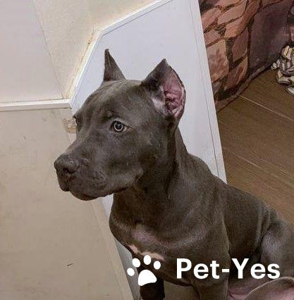 Изображение питомца