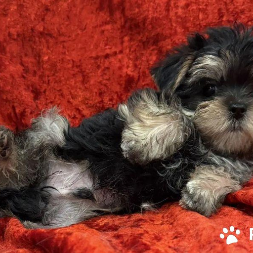 Изображение питомца