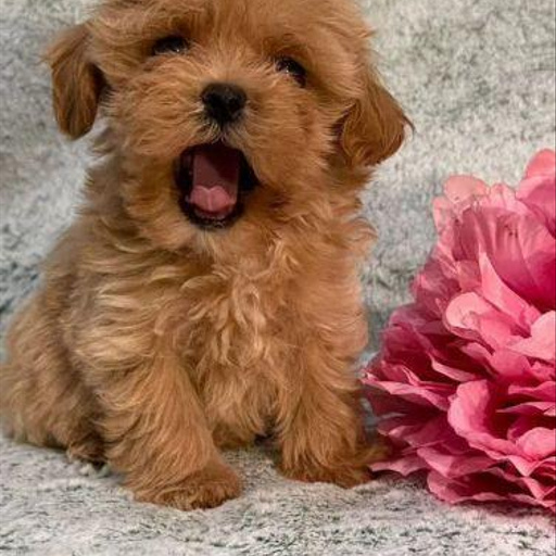 Изображение питомца