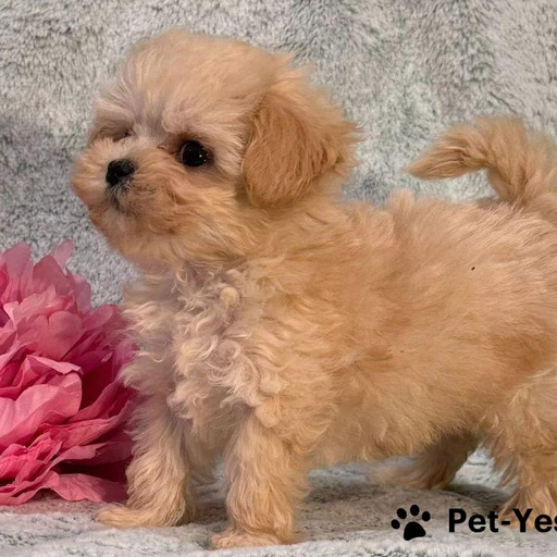 Изображение питомца