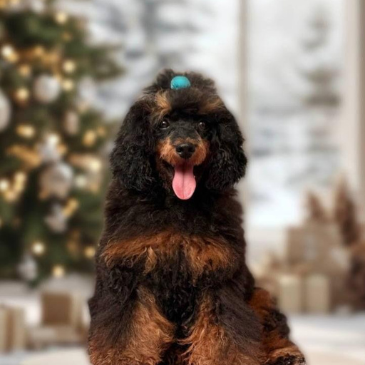 Изображение питомца