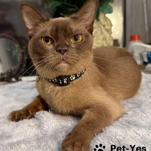 Изображение питомца