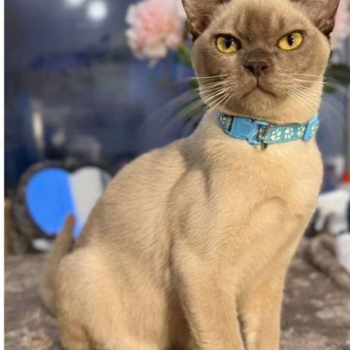 Изображение питомца