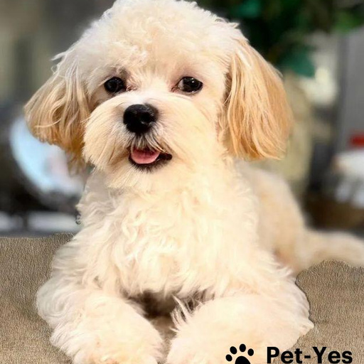 Изображение питомца