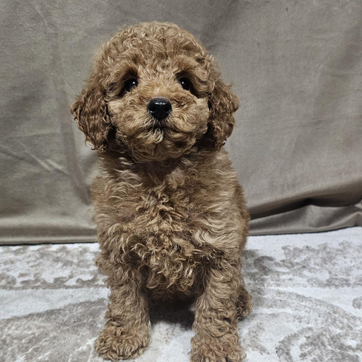 Изображение питомца