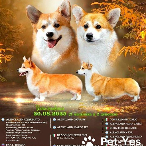 Изображение питомца