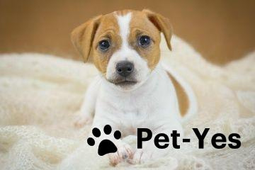 Изображение питомца