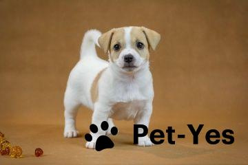 Изображение питомца