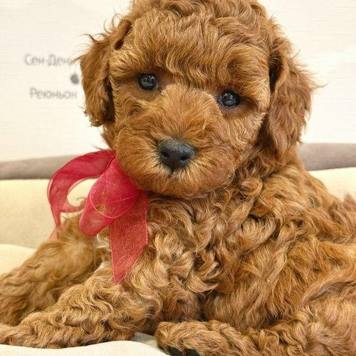 Изображение питомца