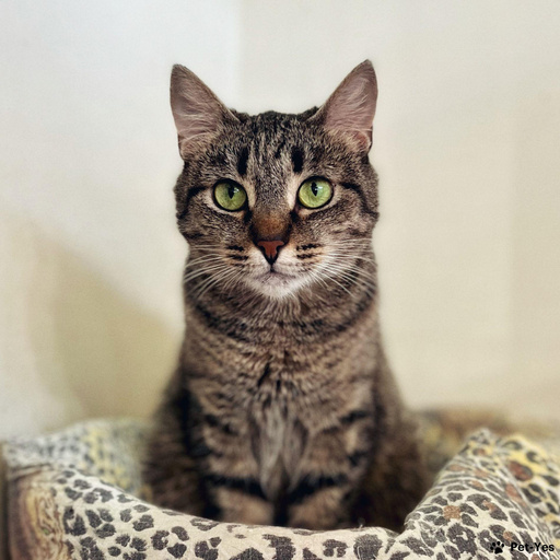 Изображение питомца