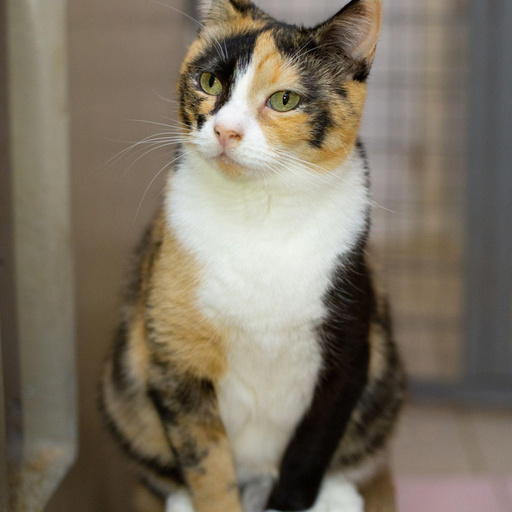 Изображение питомца