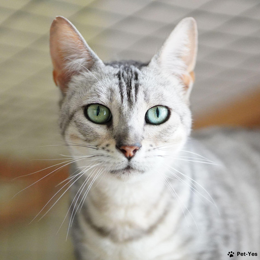 Изображение питомца