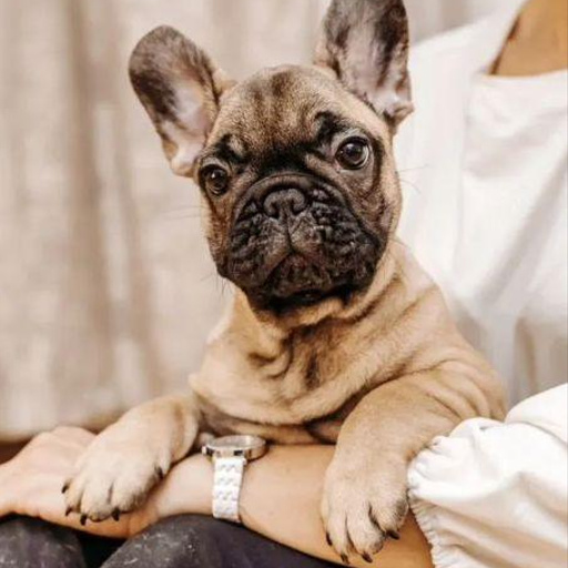 Изображение питомца