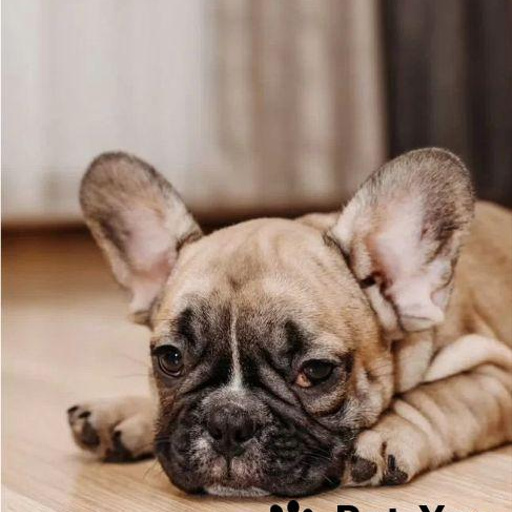 Изображение питомца