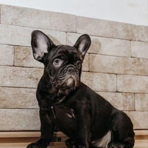 Изображение питомца