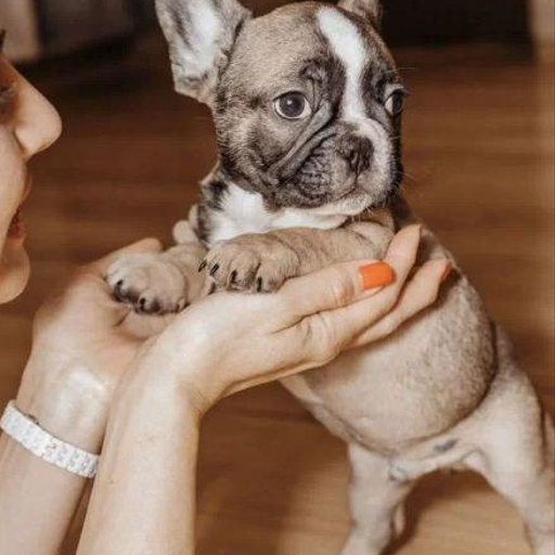 Изображение питомца