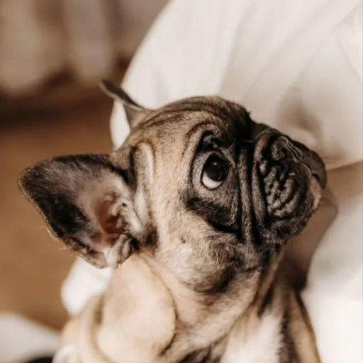 Изображение питомца