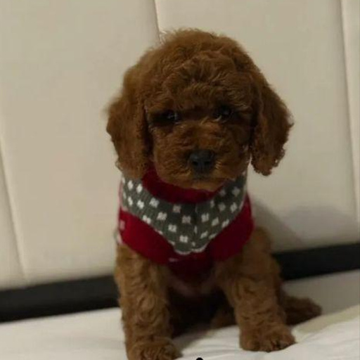 Изображение питомца