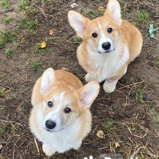 Изображение питомца