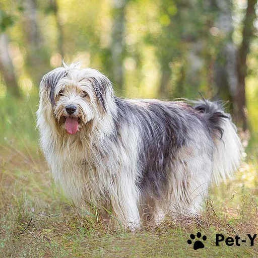 Изображение питомца