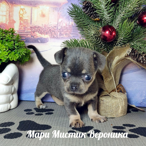 Изображение питомца