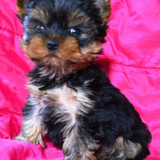 Изображение питомца