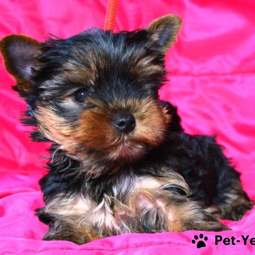 Изображение питомца