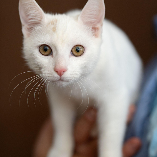 Изображение питомца