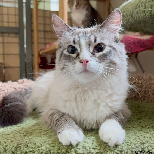 Изображение питомца