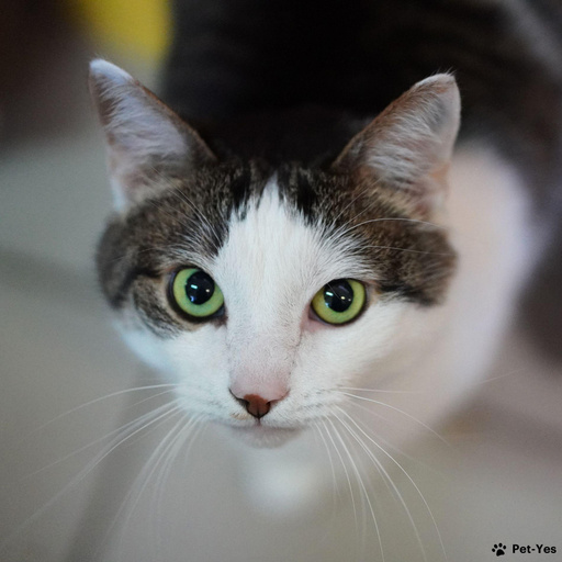 Изображение питомца