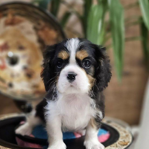 Изображение питомца