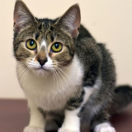 Изображение питомца