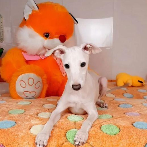 Изображение питомца