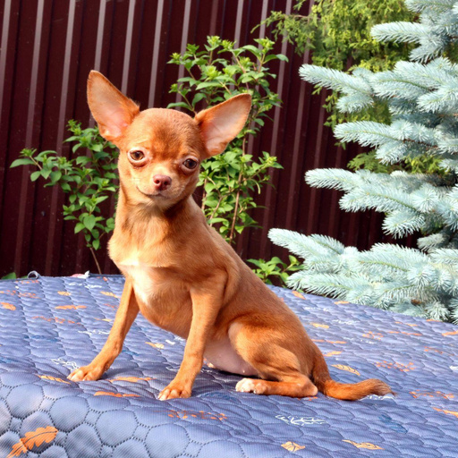 Изображение питомца