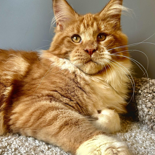 Изображение питомца