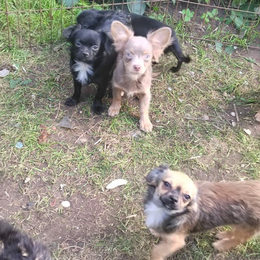 Изображение питомца